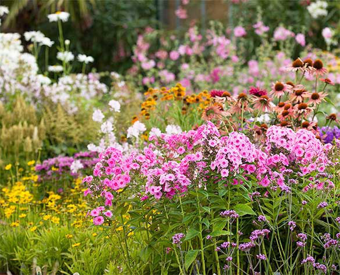 Au Jardin Fleuri Élégant Les Plantes Vivaces Les Alliées De Votre Jardin