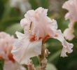 Au Jardin Fleuri Nouveau L Iris L élégance Au Jardin