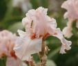 Au Jardin Fleuri Nouveau L Iris L élégance Au Jardin