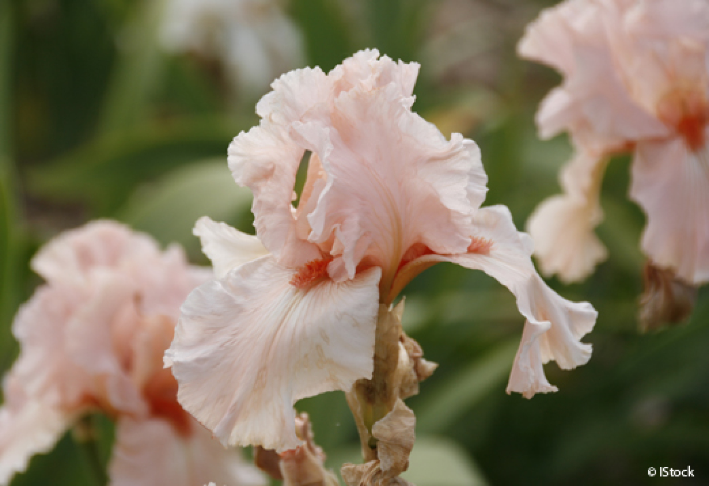 Au Jardin Fleuri Nouveau L Iris L élégance Au Jardin