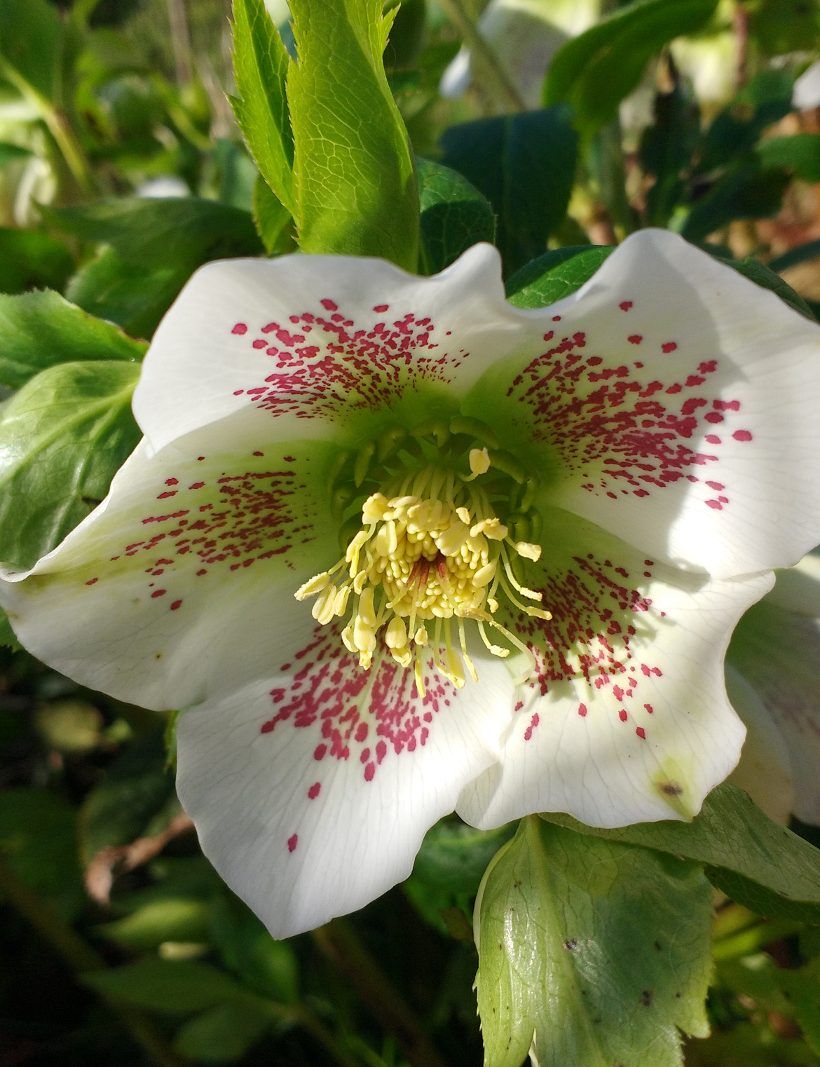 Au Jardin Fleuri Unique 12 Vivaces Sans Arrosage