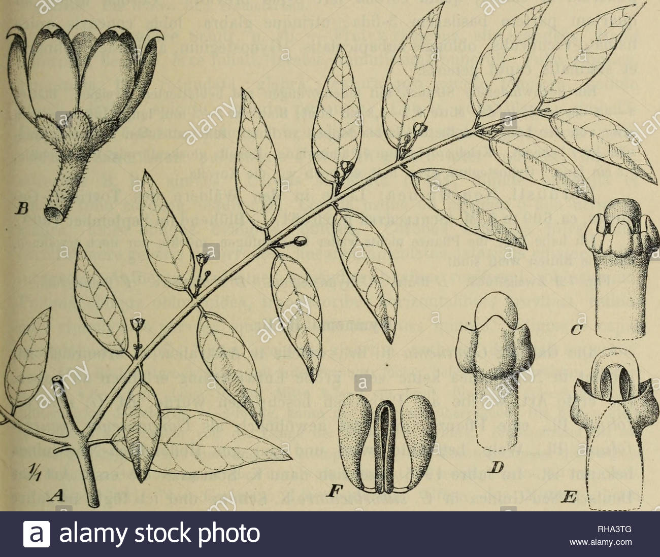 botanische jahrbucher fur systematik pflanzengeschichte und pflanzengeographie botany plantengeografie paleobotanie taxonomie pflanzen r schlechter asclepiadaceen von dcutsch nou gliinea 139 glabra lobis concavis apice subhamato recurvulis oblongis corona nulla gynostegium columnare cylindricum antherae late quadratae filamentis connatis tubum columniformem cylindricum glabrum antheris duplo longiorem formantibus appendicibus hyalinis semiorbicularibus stigmatis caput antheras paulo superante apice semiglobosum pollinia erecta oblique clavata translatoribus horizon RHA3TG