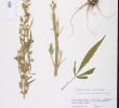 Avis Habitat Et Jardin Luxe Cannabis Sativa Species Page isb atlas Of Florida Plants