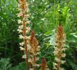 Avis Habitat Et Jardin Nouveau orobanche Reticulata Grupo Botánico Cantábrico