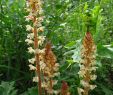 Avis Habitat Et Jardin Nouveau orobanche Reticulata Grupo Botánico Cantábrico