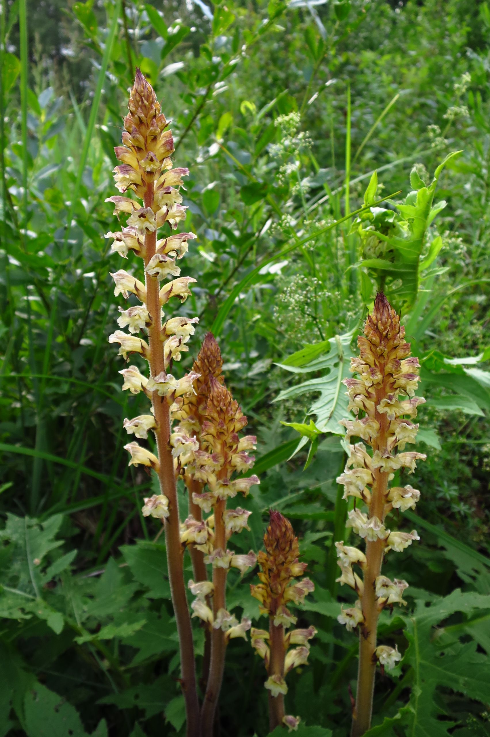 Orobanche pallidiflora in Estonia