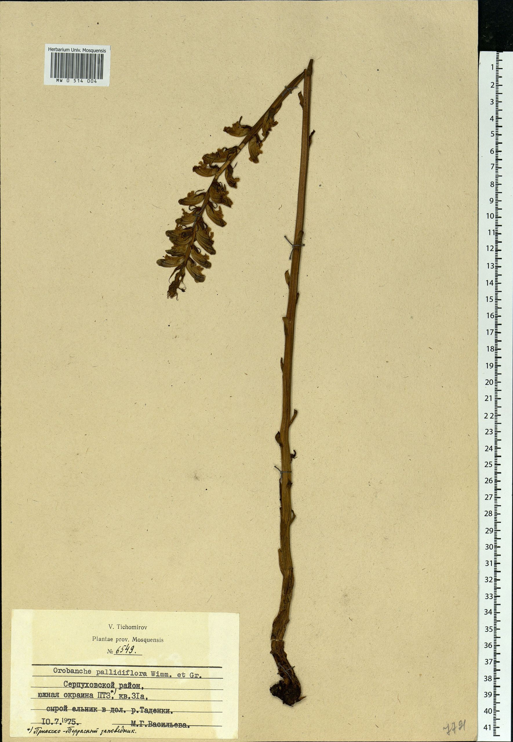 Avis Habitat Et Jardin Nouveau orobanche Reticulata Grupo Botánico Cantábrico