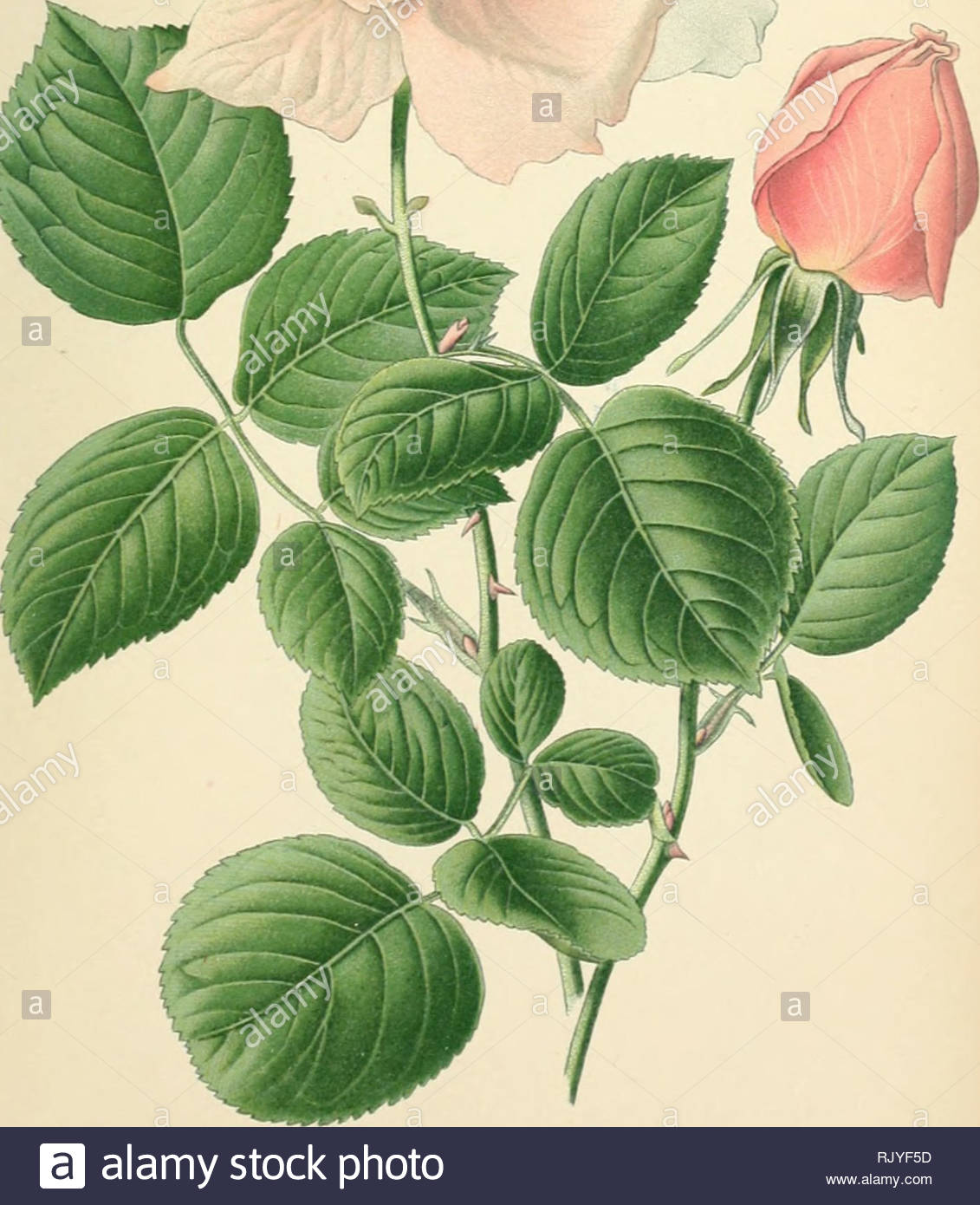 atlas des plantes de jardins et dappartements exotiques et europenes ac pagnes dun texte applicatif boisplanus dcjardin i pljj rose la france ifybnde de the f aniulc des rosacccti please note that these images are extracted from scanned page images that may have been digitally enhanced for readability coloration and appearance of these illustrations may not perfectly resemble the original work bois d paris klincksieck RJYF5D
