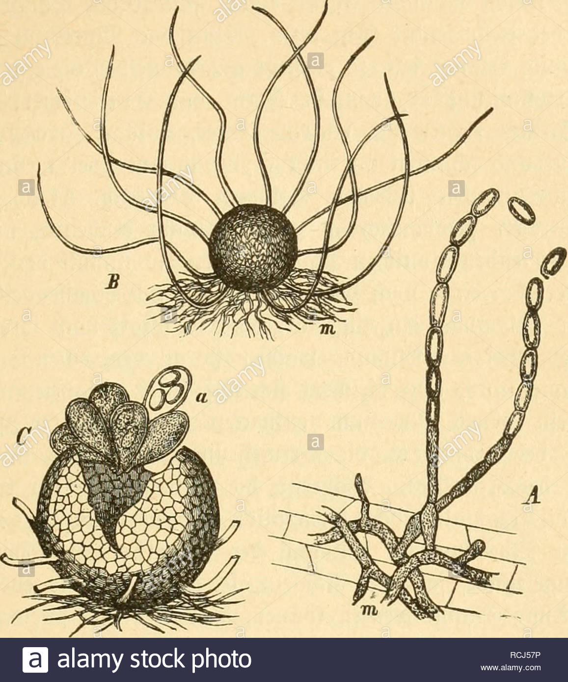 krankheiten der pflanzen ein handbuch fur land und forstwirte gartner gartenfreunde und botaniker plant diseases 11 kapitel erysipheae atelltaupilje 251 ig 51 unb i centrifugal uiettev ausbreiten 33alb beratett ber plj nur bie dberjeiteu ber bltter balb aufnglid bie unterfeiten unb greift fpter auf bie berfeiten ber balb befllt er beibe oine uuterfdjieb unb bann oft aiid bcn stengel unb gelt felbft bi auf bie grdjte sie 3 ricelfben liegen berall ber spiberniis bidt auf m 51 soieitttutjuc a erysiphfi graminis lh auf einem ra blatte RCJ57P