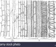 Blatte De Jardin Frais Xylem and Phloem Stock S & Xylem and Phloem Stock