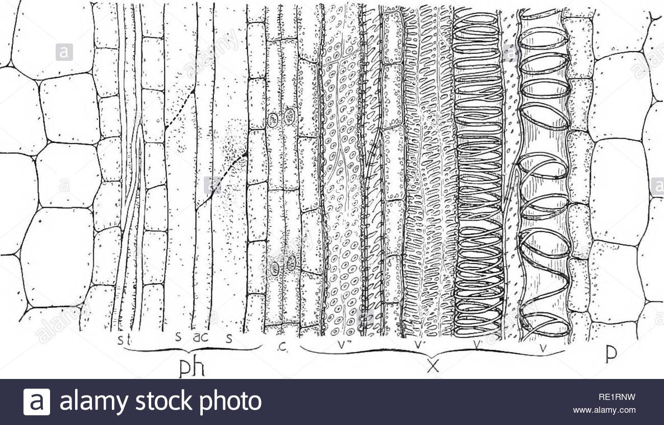 Blatte De Jardin Frais Xylem and Phloem Stock S & Xylem and Phloem Stock