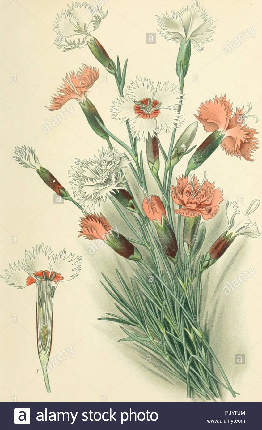 atlas des plantes de jardins et dappartements exotiques et europenes ac pagnes dun texte applicatif boispljntes de jardins pl 0 illet mignardise dianthus plumarius l famille des caryophylles please note that these images are extracted from scanned page images that may have been digitally enhanced for readability coloration and appearance of these illustrations may not perfectly resemble the original work bois d paris klincksieck RJYFJM