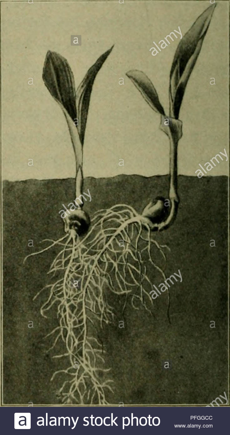 das leben der pflanze plants plants plants phytogeography nur eine ftarfe eriiueiciung ber auptrouvjel cinfet 9ibb 181 unb jjcbenrourjeln cr t oiel fpter ausi ber probbafig tjevovbredjen gt nx ntfaltung eine eimblatte fommt eg bei ben sriern nidt c bleibt scutellum genannt an feiner stelle nifrfen bem speiclergenebe unb bem keimling unb oermittelt letevem jene 9iejere= ftoffe bie au bem peidergenebe bem snbfperm flammen 2agcgen ftvecft fid quotba 5tengelden unb melr nod ba erfte 33latt sei tin naceten etreibe ommcriieijeii sto PFGGCC