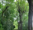 Blatte Jardin Charmant Parc Des Hauteurs