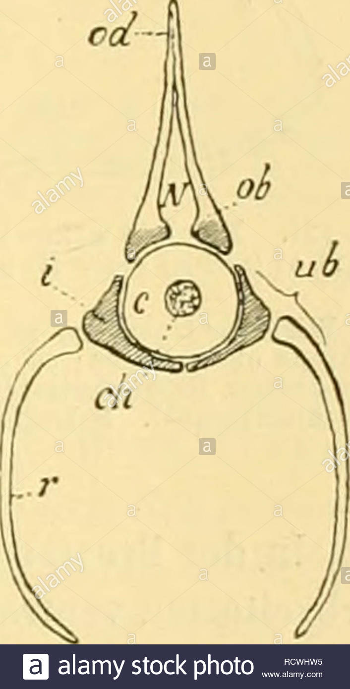 elemente der palontologie bearbeitet paleontology fig619 schema einesschwanz wirbe 1 s von reptilien mit y frmigen unteren bgen 7ih c = wirbeloeutrum od oberer ud = unterer dornfortsatz q = querfortsatz z = gelenkfort satz a= rckenmarkscaual fig 620 rumpf wirbel eines fisclies schematisch c chordasciieide ch = chorda oh = obere bgen mit dornfortsatz od nb = untere bgen i = deren basaler theil intercentrum y rippe pleuralbogen n = rckenmarkscanal schraffirt sind theile der wirbelbgen welche an der bildung des wirbelkrpers theilnehmen 3 RCWHW5