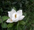 Blatte Jardin Nouveau File Magnolia Grandiflora L Jard­n Botánico De Mérida Jpg