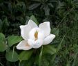 Blatte Jardin Nouveau File Magnolia Grandiflora L Jard­n Botánico De Mérida Jpg