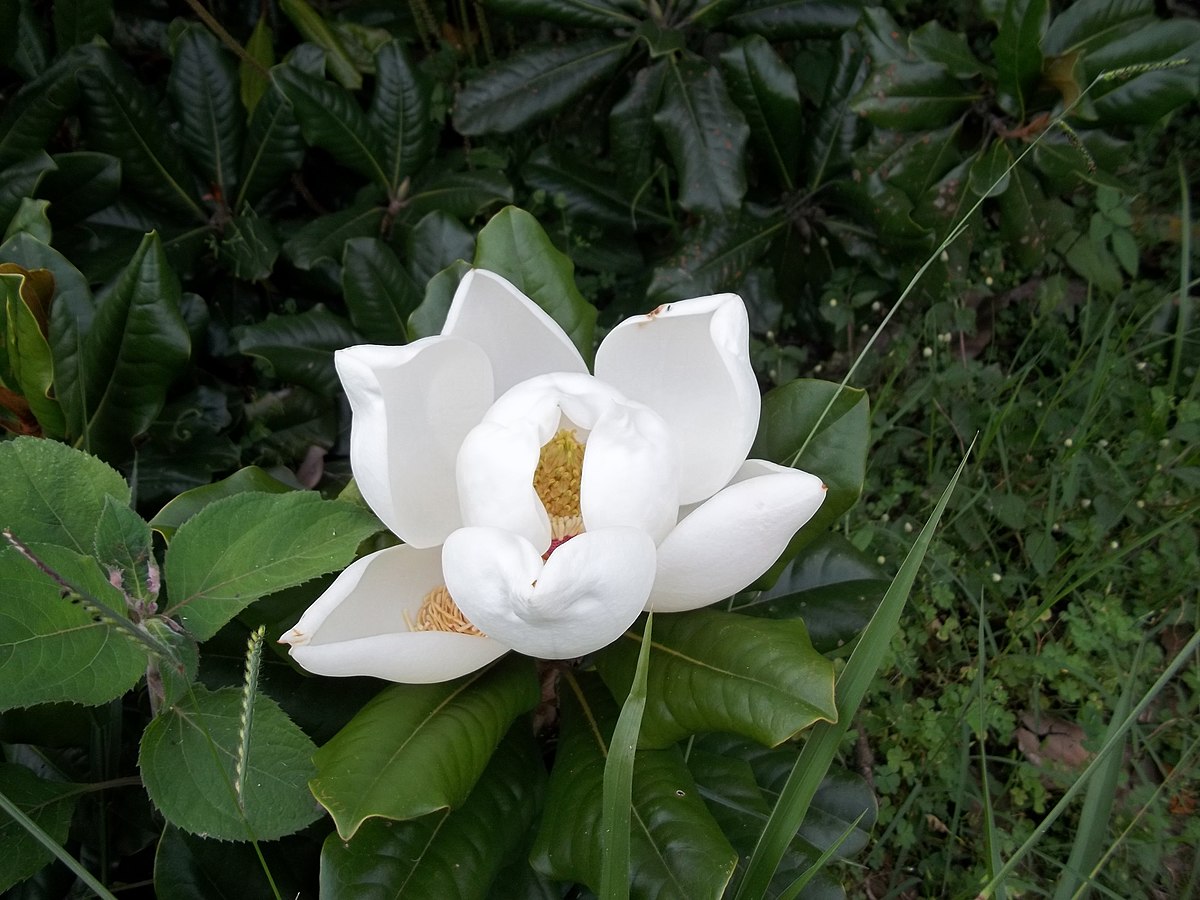 1200px Magnolia grandiflora L Jardn Botánico de Mérida JPG