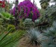 Blatte Jardin Unique Jardin Majorelle Marrakech 2020 All You Need to Know