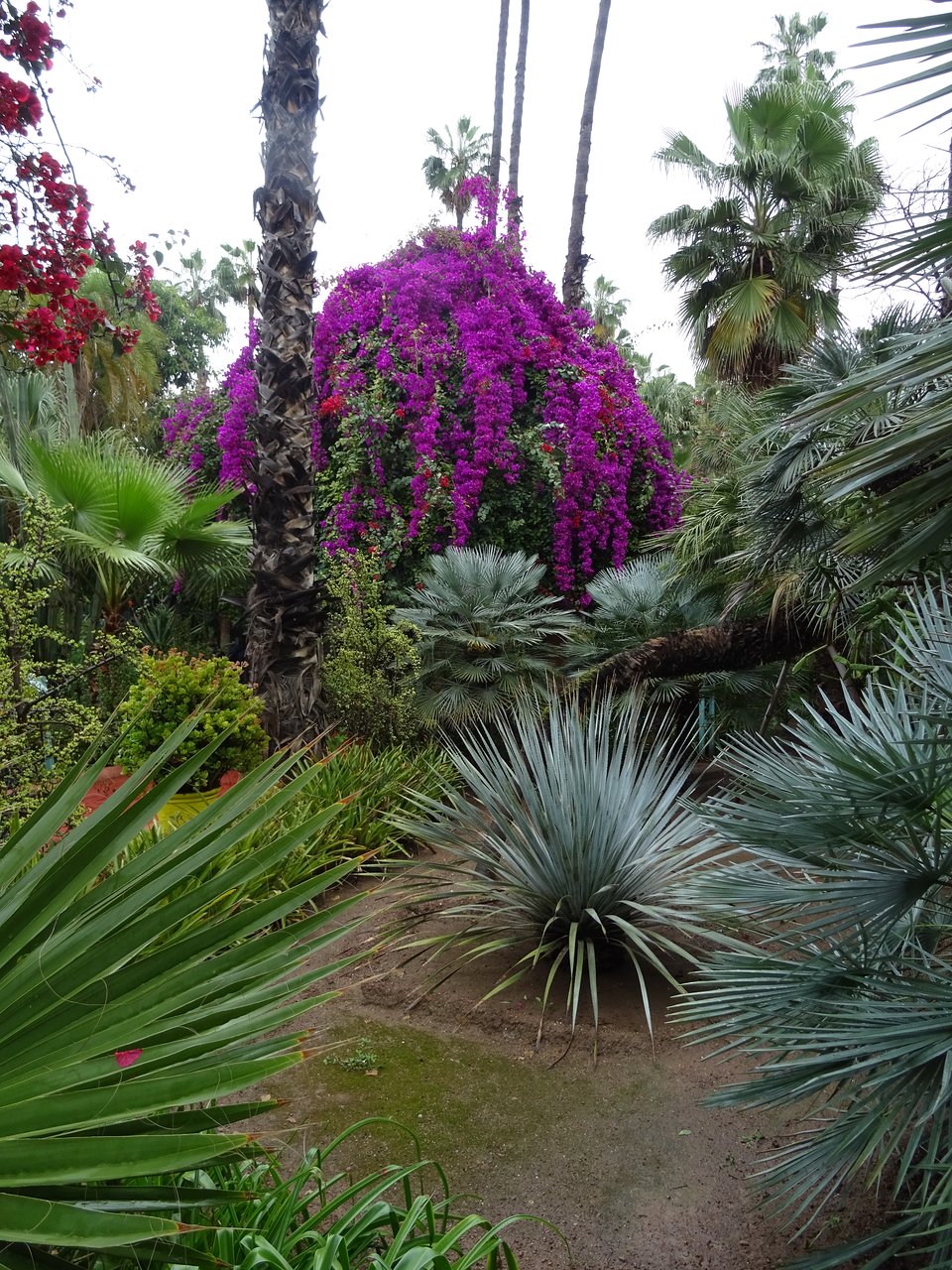 Blatte Jardin Unique Jardin Majorelle Marrakech 2020 All You Need to Know