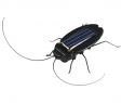 Blattes De Jardin Nouveau Httoy Dr´le Blagues Nouveau Gros solaire Cockroach D Insectes Bug Teaching toy Cadeau Bébé Enfants En Plastique Insectes solaire Pour Childred Jouets