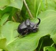 Blattes De Jardin Unique Copris Hispanus ð¸michel Leroux Insectes