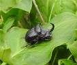 Blattes De Jardin Unique Copris Hispanus ð¸michel Leroux Insectes