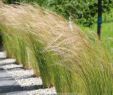 Bordure Jardin Truffaut Beau Les 52 Meilleures Images De Aménagement Extérieur En 2020