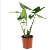 Bordure Jardin Truffaut Inspirant Alocasia Zebrina H 1m Pot D24 Cm