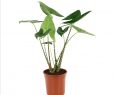 Bordure Jardin Truffaut Inspirant Alocasia Zebrina H 1m Pot D24 Cm