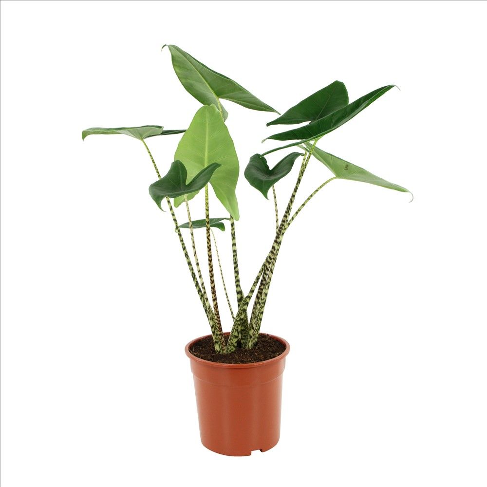 Bordure Jardin Truffaut Inspirant Alocasia Zebrina H 1m Pot D24 Cm