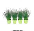 Bordure Jardin Truffaut Inspirant Juncus Pencil Grass Pot 0 65l Autres Marques