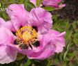 Bordure Jardin Truffaut Inspirant Ment Planter Une Pivoine Arbustive Au Jardin Truffaut