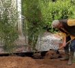 Bordure Jardin Truffaut Luxe Créer Une Haie De Bambous Au Jardin Truffaut