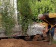 Bordure Jardin Truffaut Luxe Créer Une Haie De Bambous Au Jardin Truffaut