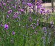 Bordure Jardin Truffaut Luxe Verveine De Buenos Aires