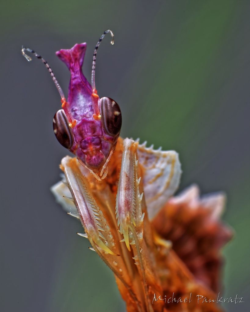 Cafard De Jardin Charmant Idolomantis Diabolica