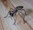 Cafard De Jardin Unique Les 51 Meilleures Images De Bricolage Insectes