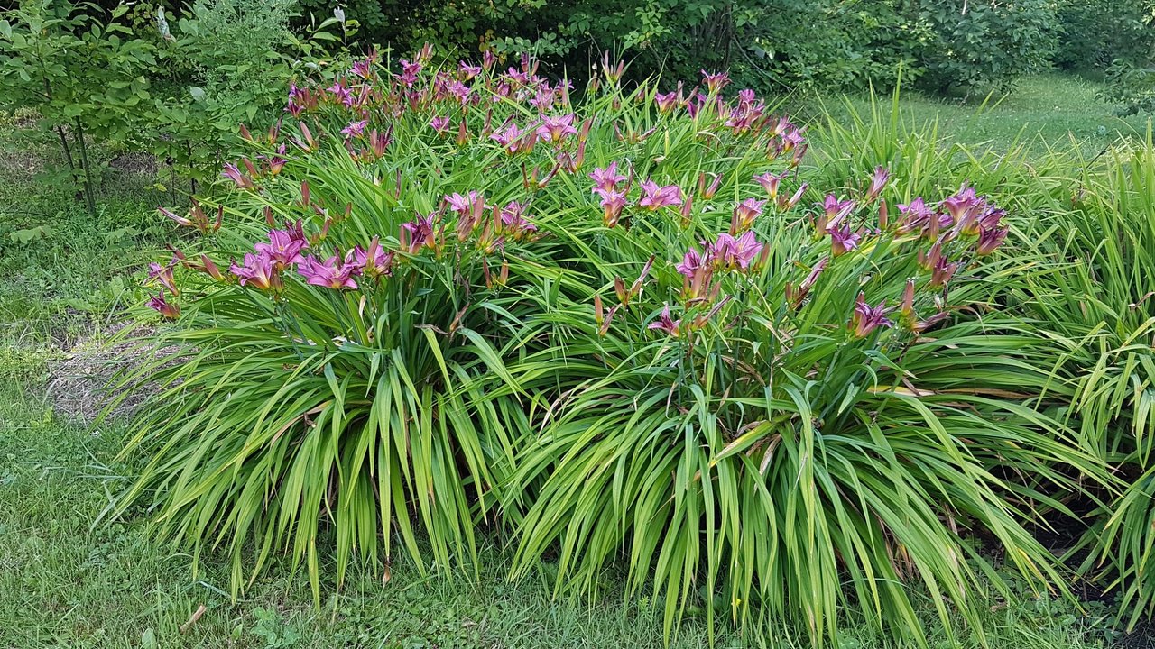 les jardins du cap a