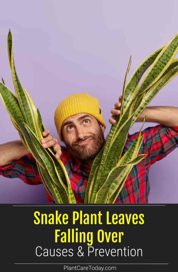 Cap Jardin Charmant Snake Plant Leaves Falling Over Causes & Prevention