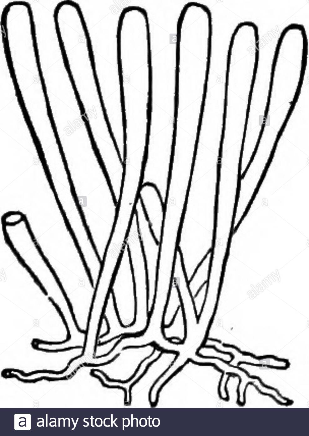 the principles of biology e type exempmed by the second individual ineig 2 a kindred equakzation of dimensions is other jrise in sured there is nothing to keep one of the two surfacesuppermost rather than the other and hence in the longsuccession of individuals the two surfaces are sure to besimilarly exposed to light and agencies in general whento this is added the fact that spontaneous fission occurstransversely in a constant way it be es manifest that thetwo ends while they are maintained ia conditions like oneanother are maintained in conditions unlike those of the twoedges 2AN41PY