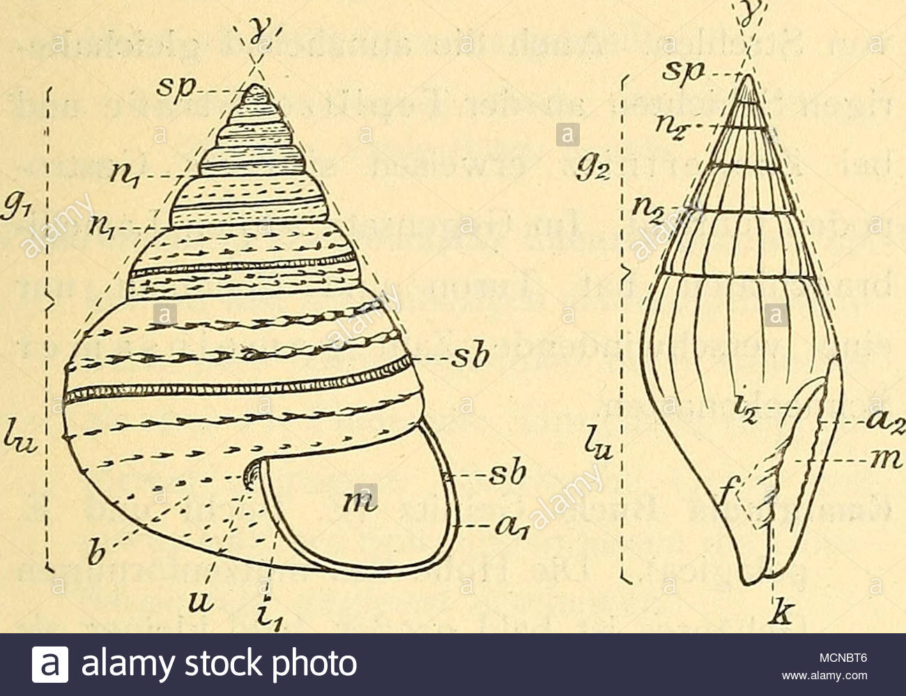 fig viii kreiseifrmiges gehuse mit spiialverzierung fig ix spindelfrmiges gehuse mit qiier veizierung h b h mndunf hm = hhe bb = breite sp = spitze oben b = basis unten y = gewindewinkel g = gewinde gew mit 6 gewlbt unn j gangen od windungen g gew mit 5 flachen um gngen od windungen hl = letzter umgang od windung n = gewindenaht j vertiefte nhte j flache nhte sb = schlitzband bei pleuroto maria 11 = nabel a glatte auenlippe fl auwenlippe i 7 gezahnte aubenlippe t z glatte innenlippe innenlippe MCNBT6