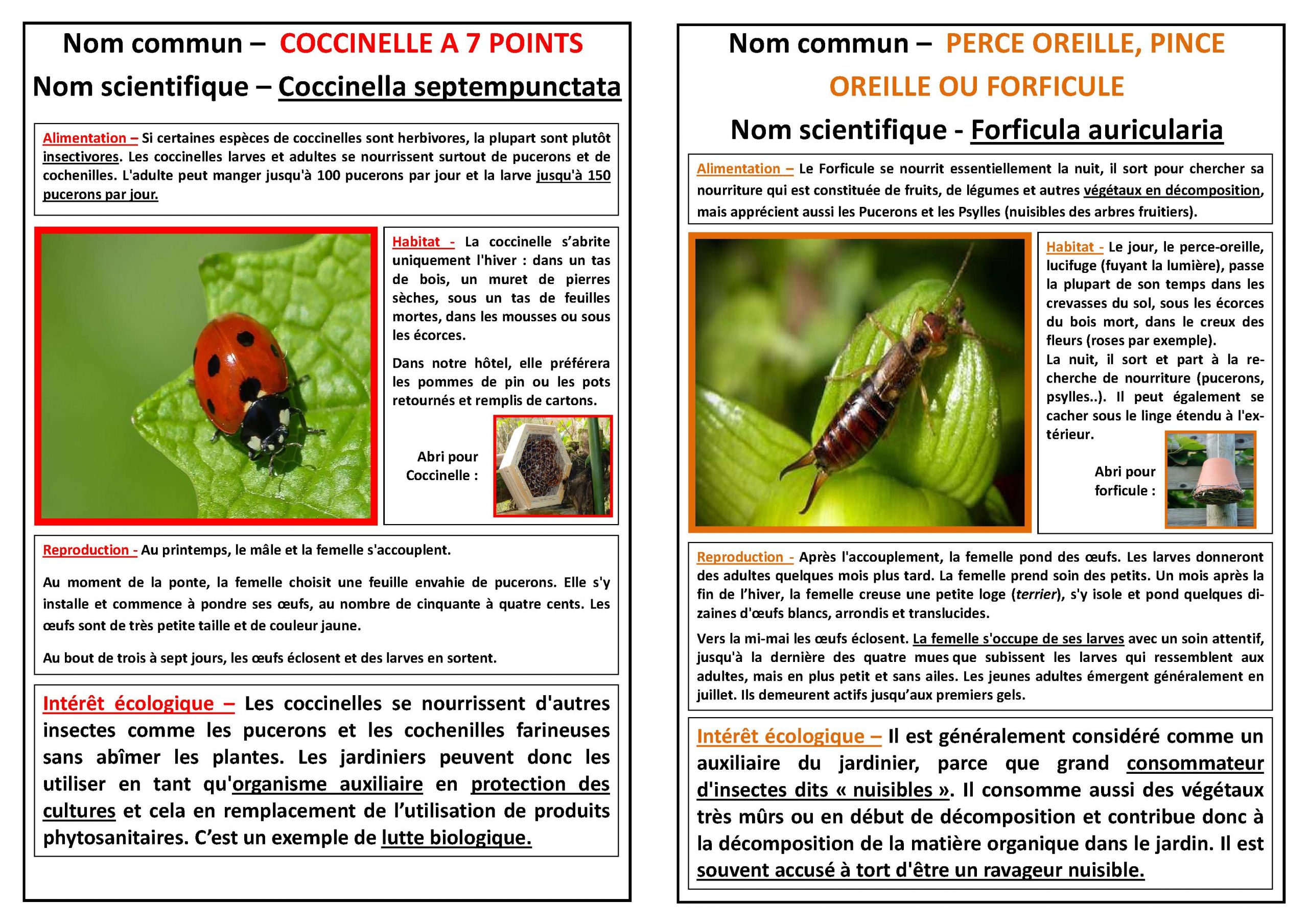 coccinelle forficule