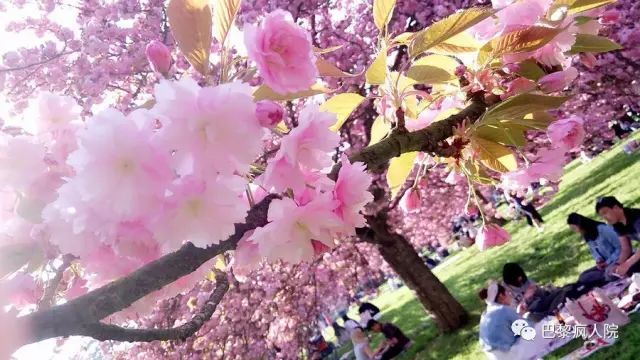 Collège Jardin Des Plantes Poitiers Best Of 1 巴黎植物园 Jardin Des Plantes De Paris 优点 风格独特 樱花