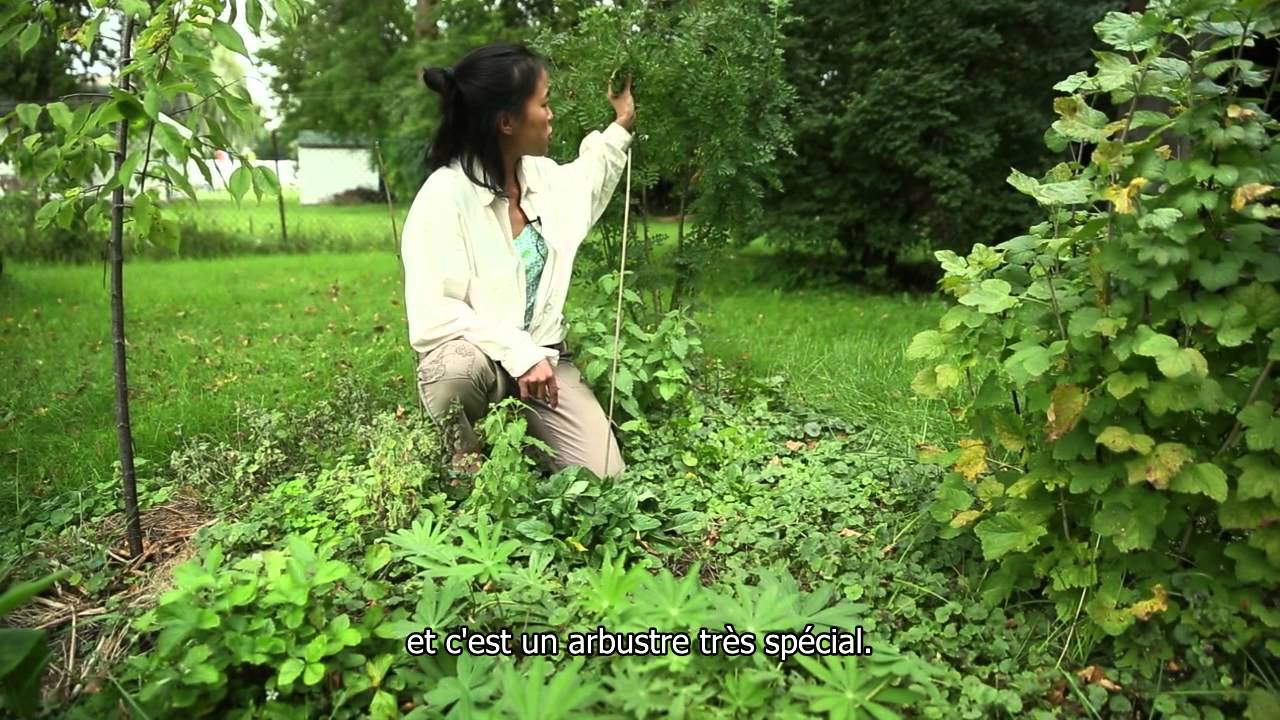 Commencer Un Jardin En Permaculture Beau Concevoir son Jardin Et Sa Vie Avec La Permaculture sous Titres Fran§ais
