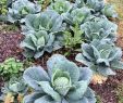 Commencer Un Jardin En Permaculture Best Of Le Potager Bioinspiré Un Jardin Nourricier En Permaculture