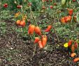 Commencer Un Jardin En Permaculture Best Of Le Potager Bioinspiré Un Jardin Nourricier En Permaculture