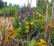 Commencer Un Jardin En Permaculture Best Of son Jardin En Permaculture – Ville En Vert
