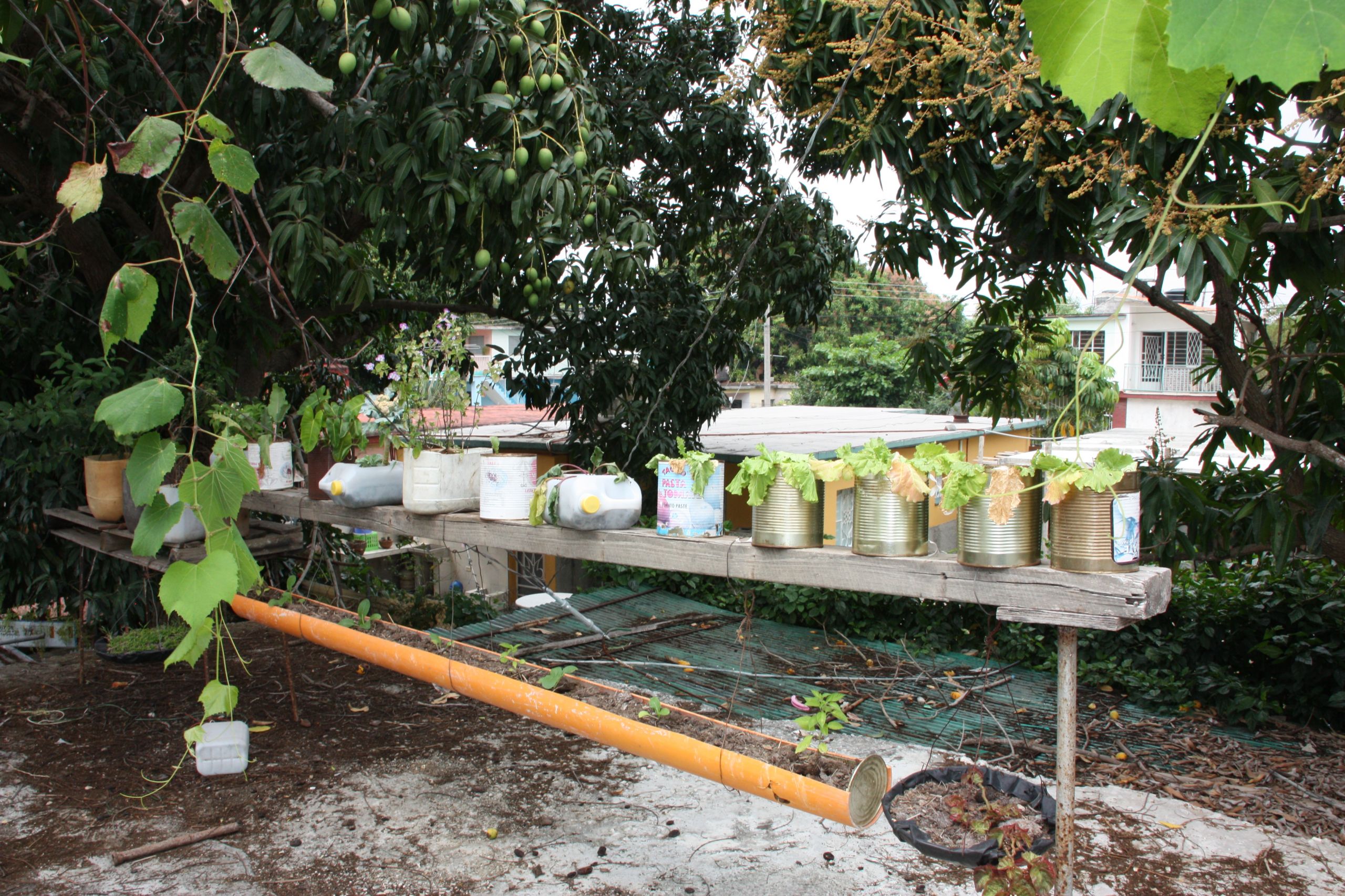 Jardin permaculture exemple