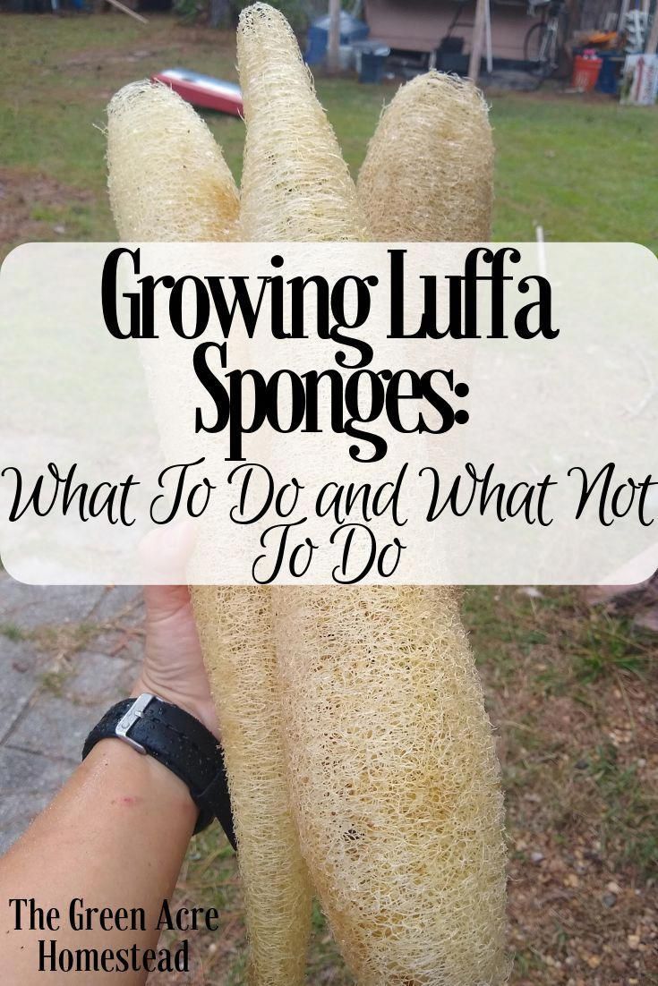 Commencer Un Jardin En Permaculture Charmant Growing Luffa Sponges What to Do and What Not to Do